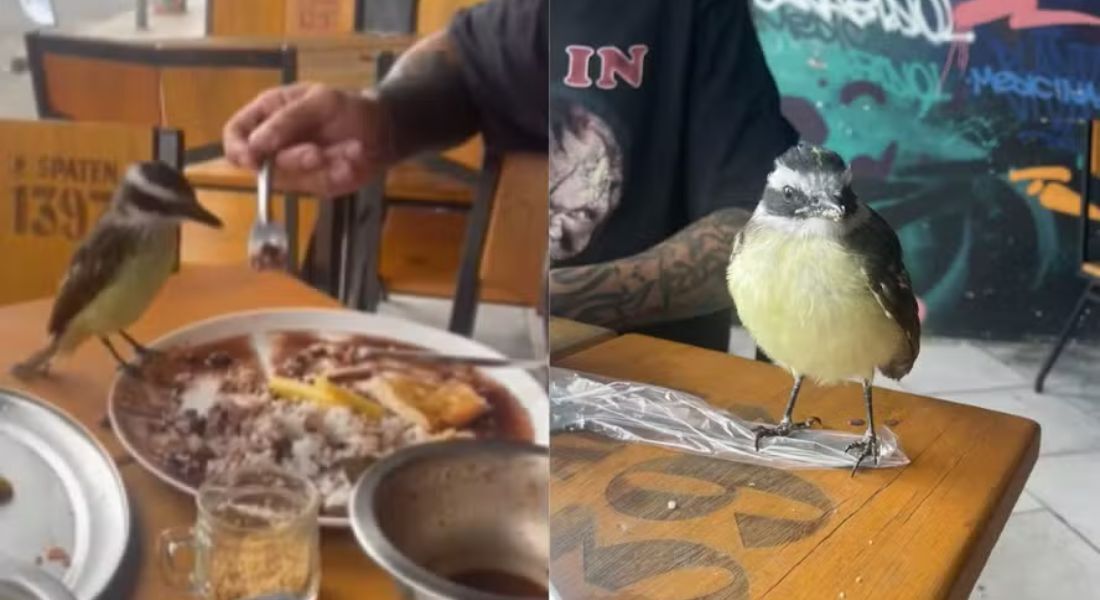 Bem-te-vi invade almoço e rouba comida de casal no Rio: 'voltamos para casa com fome'