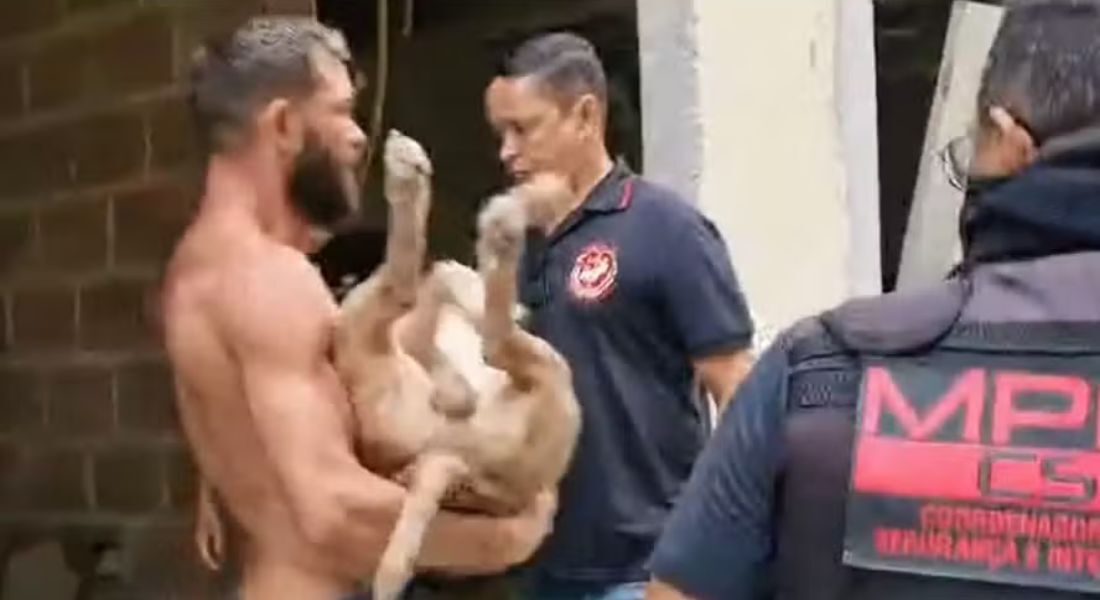 O pitbull é carregado após ser baleado