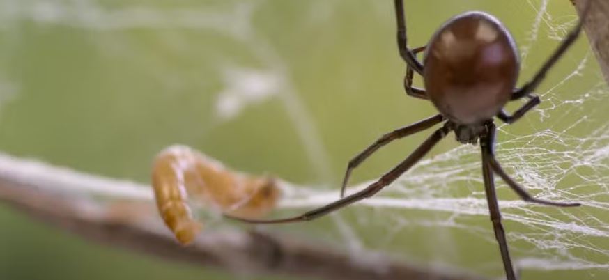 Mais de mil aranhas venenosas foram apreendidas na França 