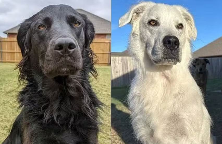 Buster, de 4 anos, sofreu uma transformação em seu pelo por conta do vitiligo 