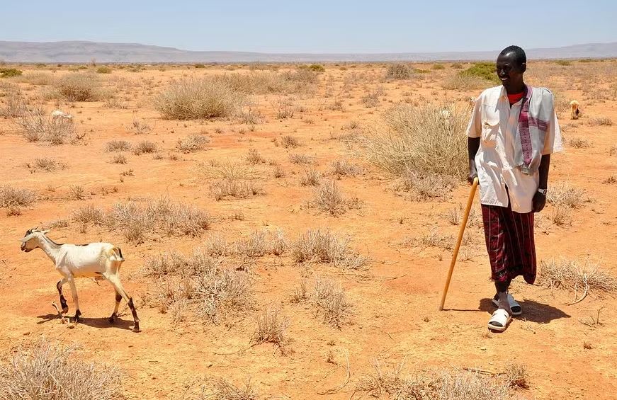 Pastor conduz cabrito em pastagem seca na Somália, um dos países com economia mais afetada pela crise do clima 