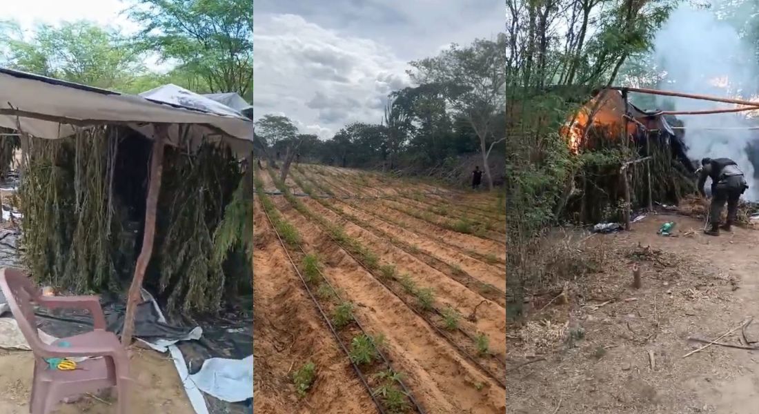 Material, que estava em uma plantação e em uma estufa improvisada, foi destruído