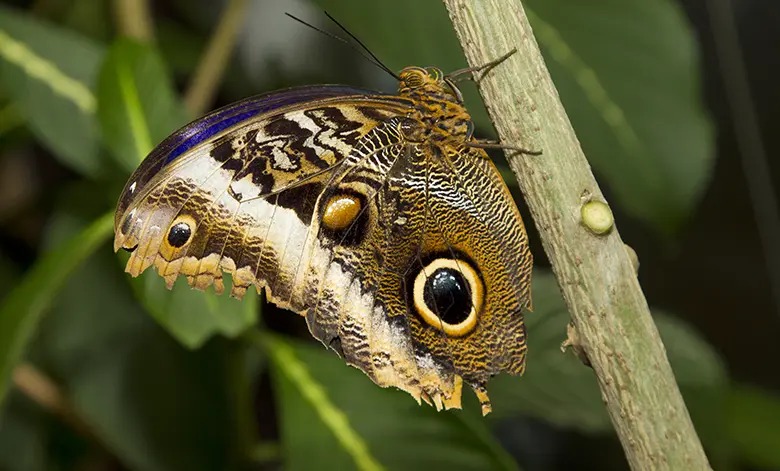 A pequena mariposa se caracteriza pelas asas nas cores creme e marrom