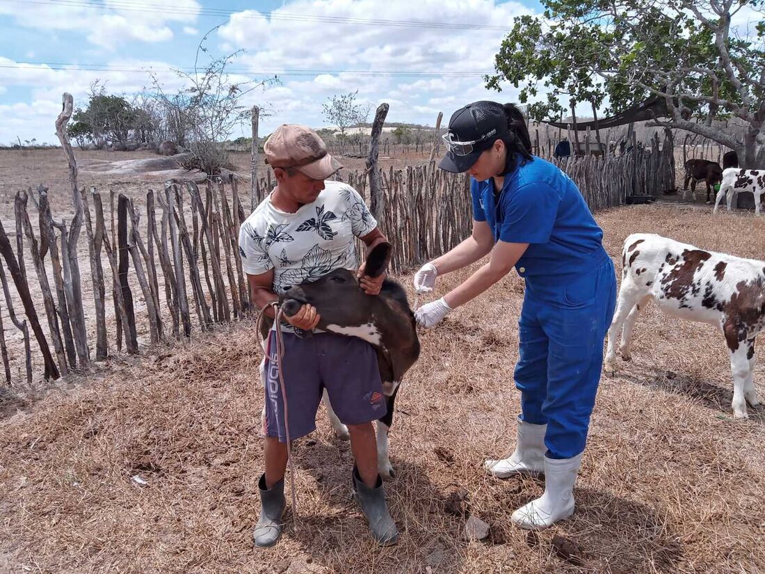 Vacinação contra febre aftosa