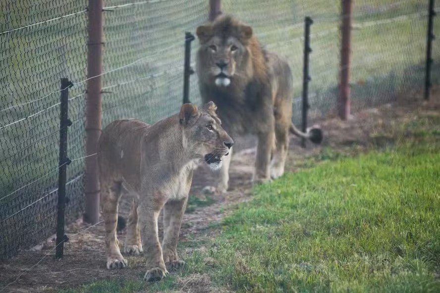 A leoa Vasylyna foi encontrada nas ruas de Kharkiv, na Ucrânia