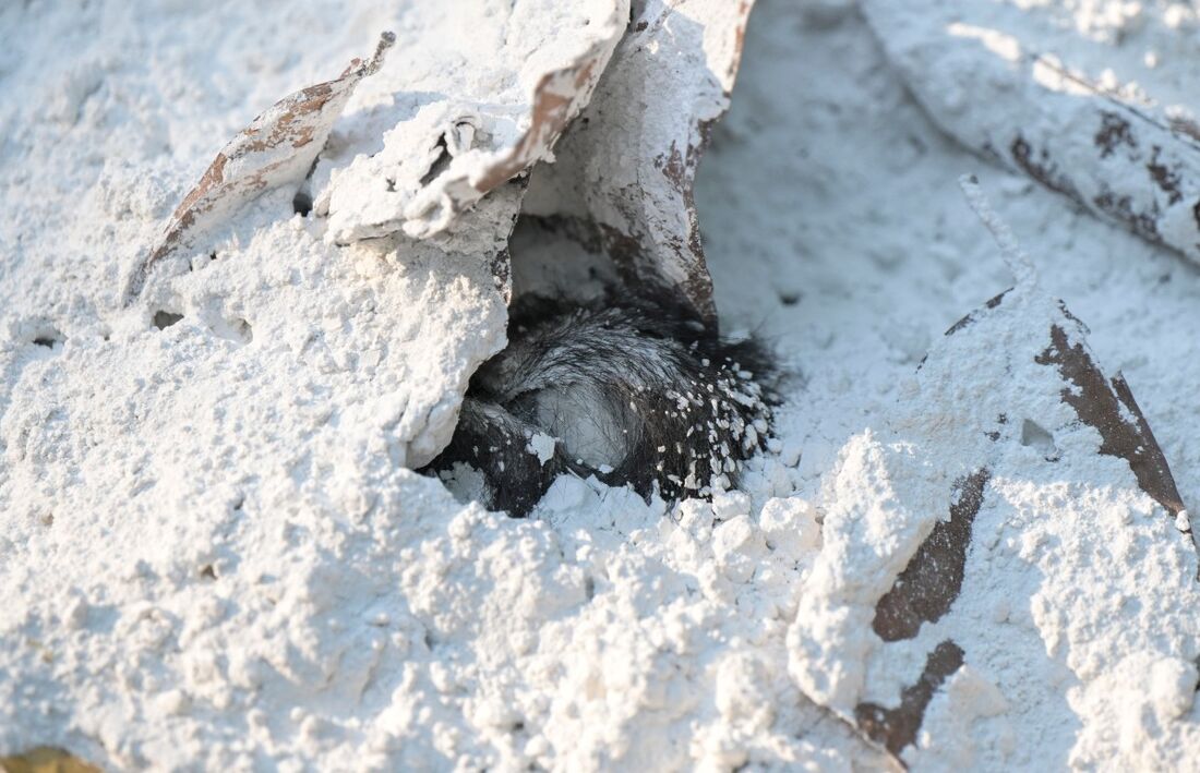 Um bugio é visto coberto de cal espalhado pelos moradores sobre uma vala, onde dezenas de bugios foram enterrados em Comalcalco, estado de Tabasco, no México