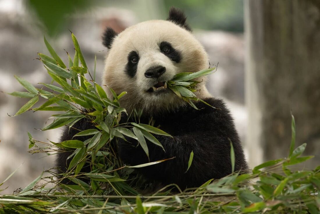  panda gigante Qing Bao, de dois anos, em seu habitat na Base de Dujiangyan, em Sichuan, China