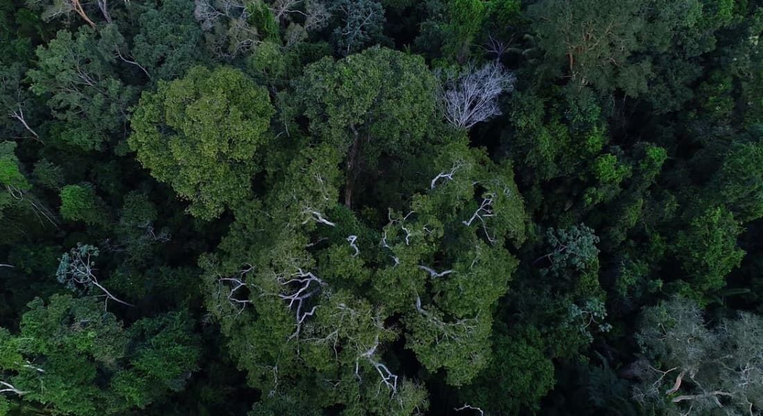 Floresta amazônica