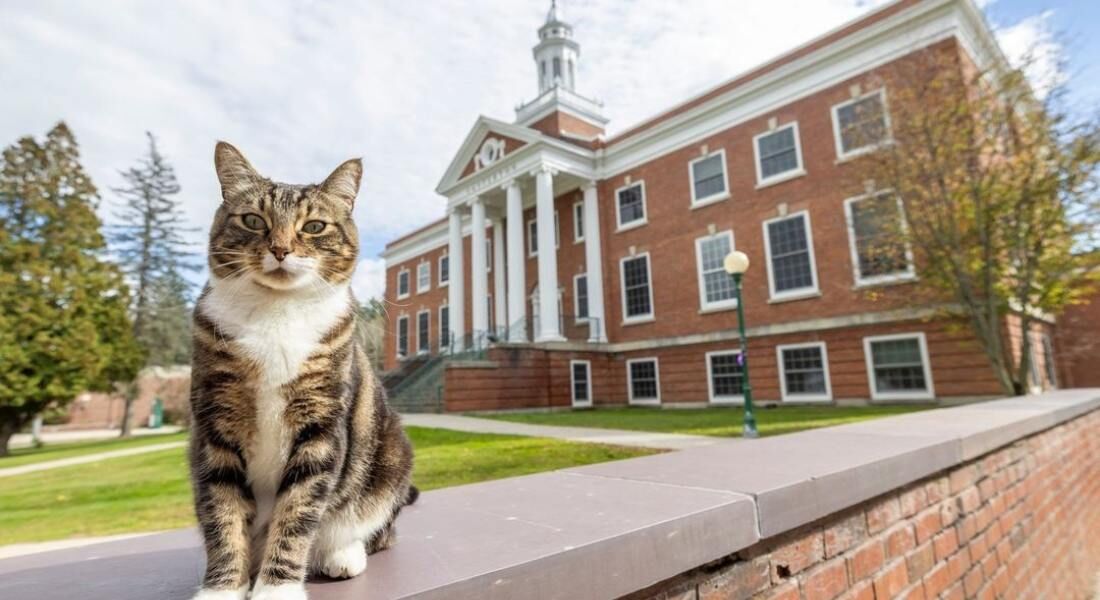 O gato Max é querido por alunos e funcionários da Universidade Estadual de Vermont