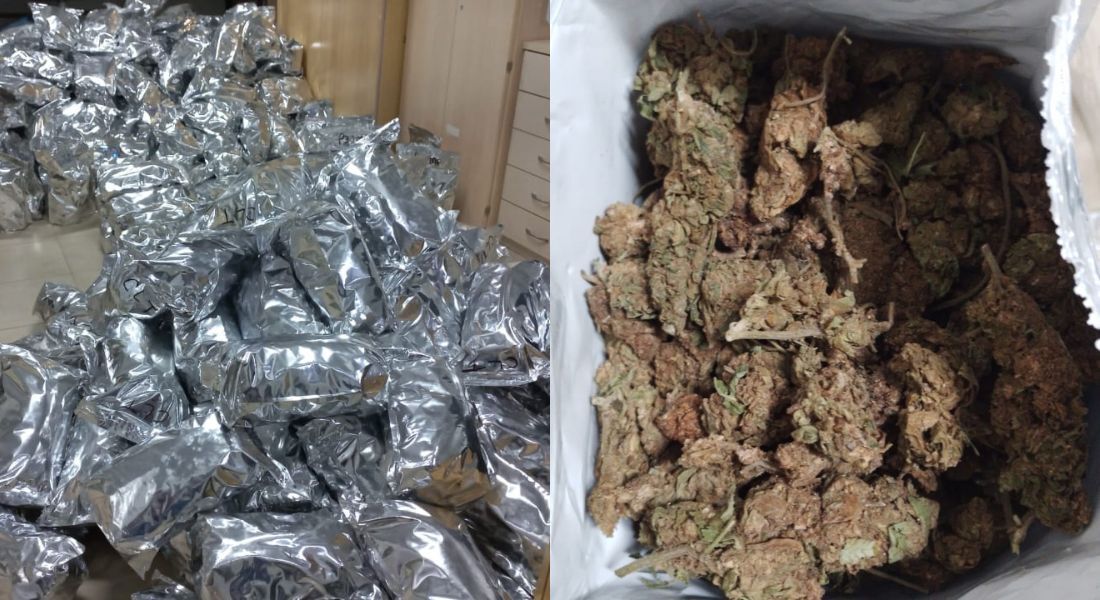 Foram encontrados 384 pacotes com um peso bruto de 260 kg de supermaconha