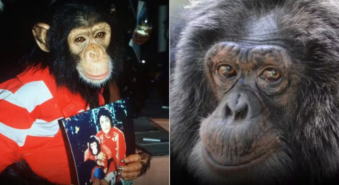 Antes e depois de Bubbles, chimpanzé do cantor Michael Jackson: à esquerda, em 1983; à direita, em 2024 