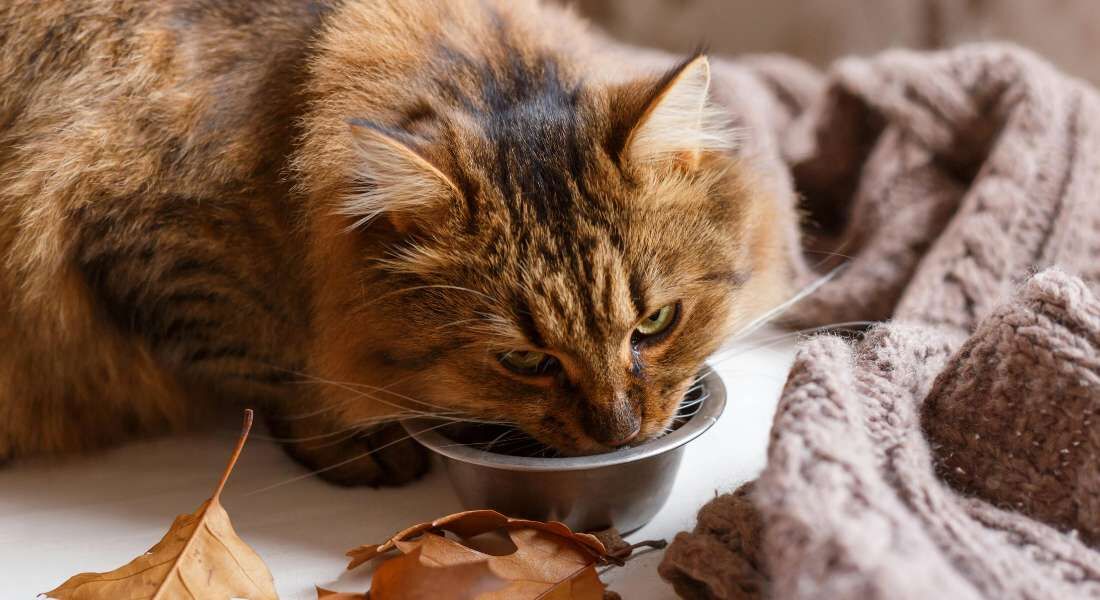 Gatos morreram após ingerirem leite de vacas contaminadas com gripe aviária