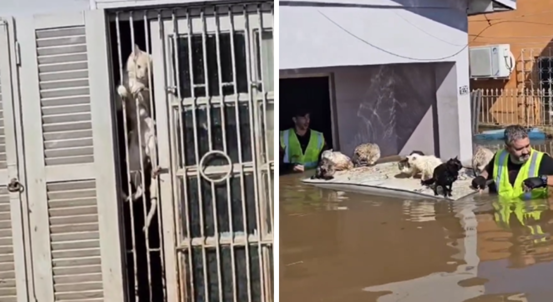 Voluntários usaram até colchão para resgatar os animais