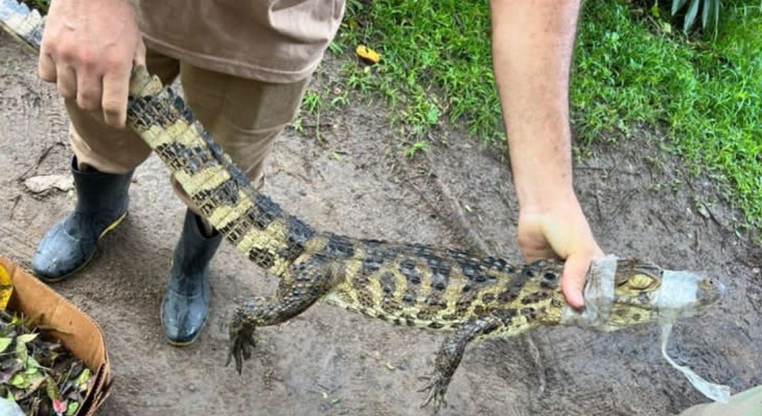 Cipoma resgata jacaré em rua residencial de Arthur Lundgren, em Paulista