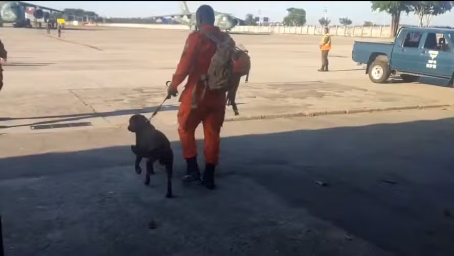 Cão labrador Rio vai auxiliar na busca por vítimas no Rio Grande do Sul 