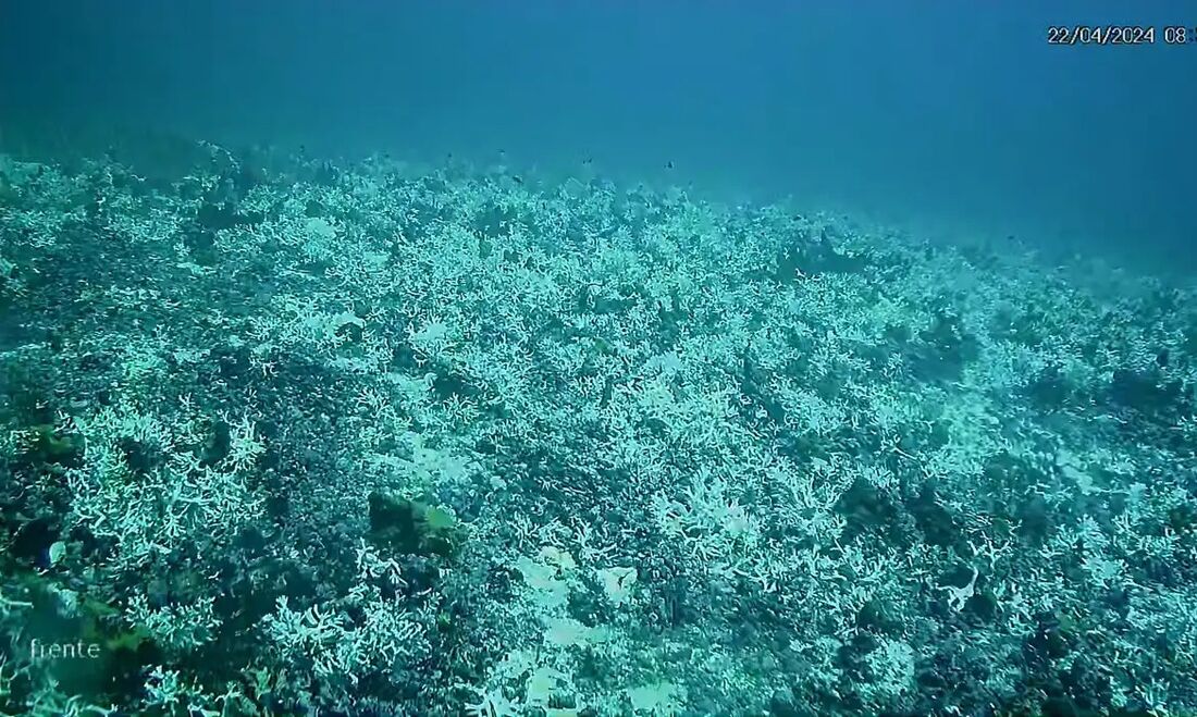 O fenômeno é provocado pelo aumento da temperatura do oceano