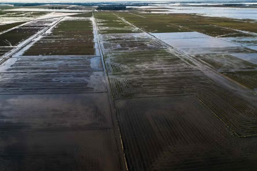 Plantação de arroz inundada no Rio Grande do Sul 