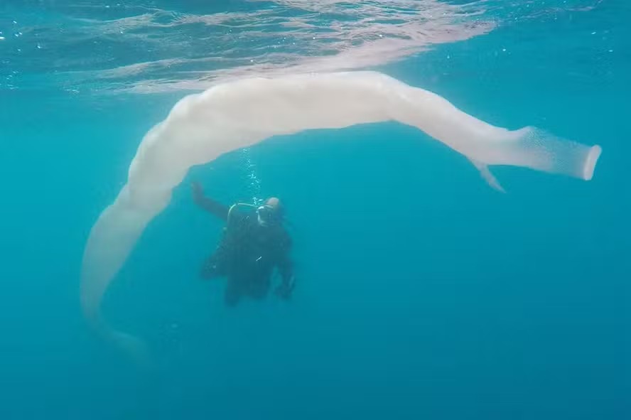 Pirossomas: conheça a criatura de até 18 metros que tem aparecido em meio às ondas de calor nos oceanos