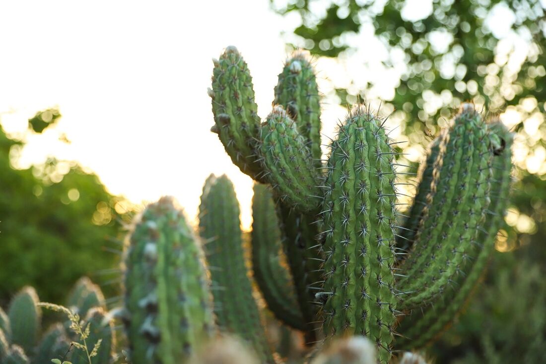 Caatinga