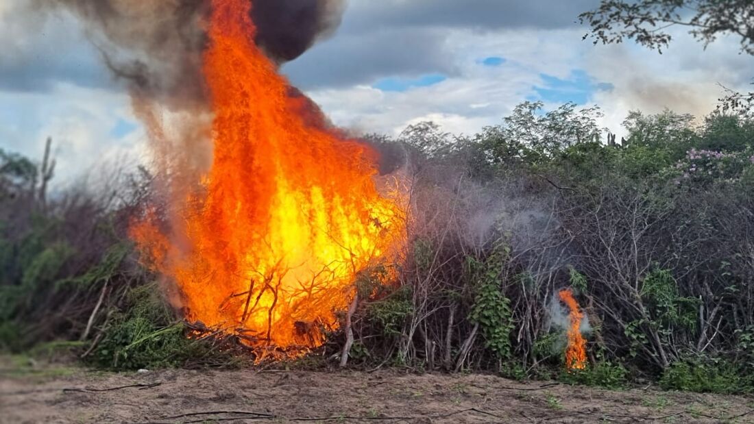 Quase 450 mil pés de maconha foram destruídos pela Polícia Federal