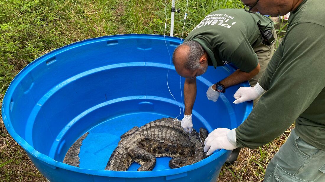 Jacaré foi levado ao Cetras Tangará, no bairro da Guabiraba