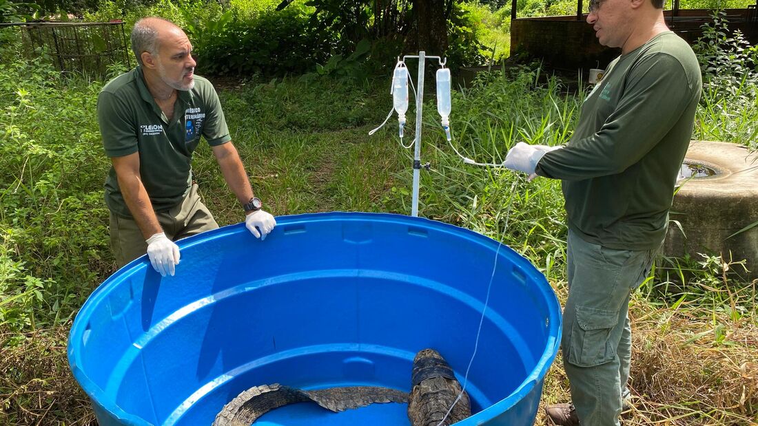 Jacaré resgatado recebe atendimento veterinário