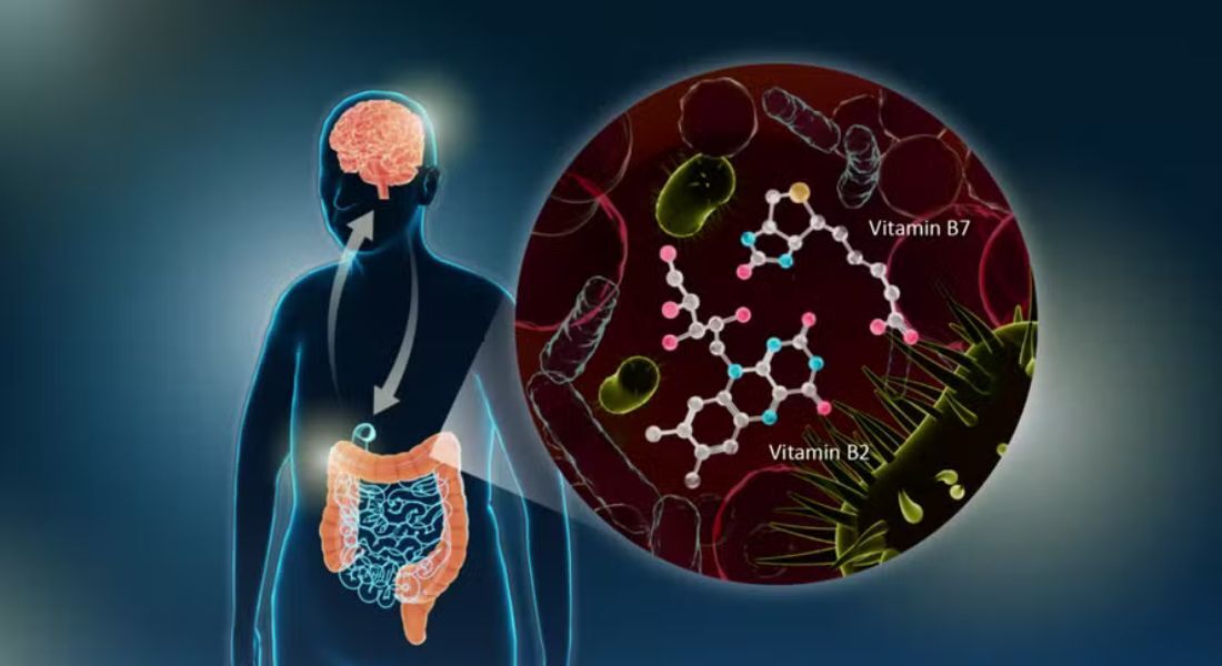 Cientistas encontram redução nas bactérias intestinais dos genes responsáveis pela síntese das vitaminas B essenciais B2 e B7 entre pacientes com Parkinson