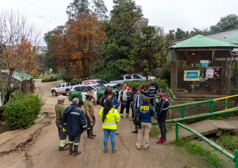 Ataque de cães selvagens pode ter causado morte de animais em zoológico chileno