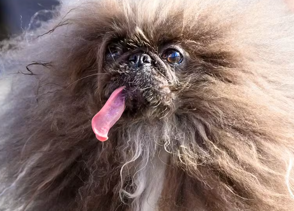 Wild Thang: Pequinês de 8 anos foi eleito o cão mais feio do mundo. Ele não tem dentes.