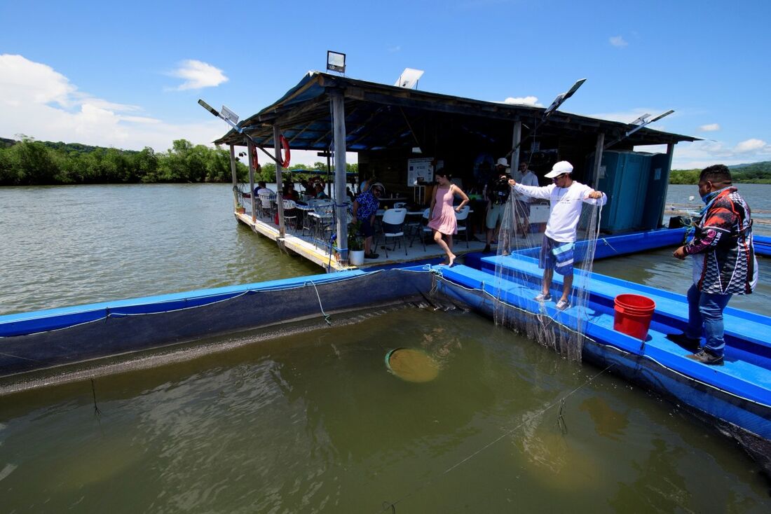 Aquicultura supera a pesca na produção mundial de animais aquáticos ...