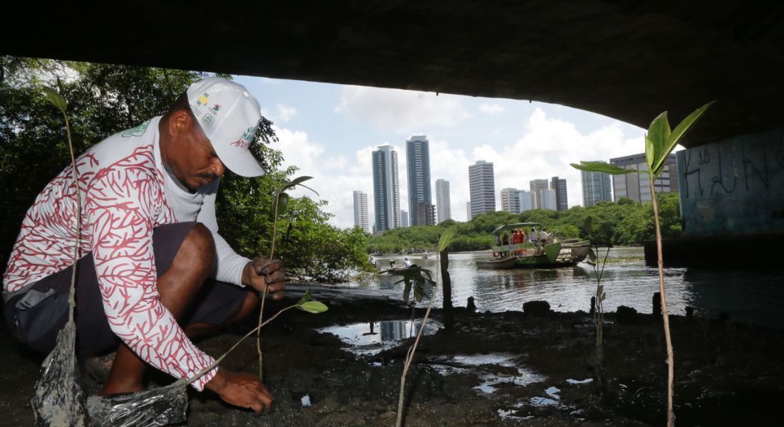 Duas mil mudas no Capibaribe são plantadas pela Prefeitura do Recife