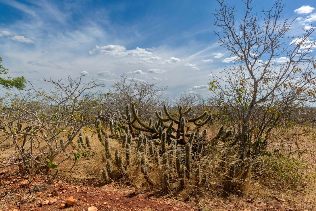 Caatinga 2 (1)