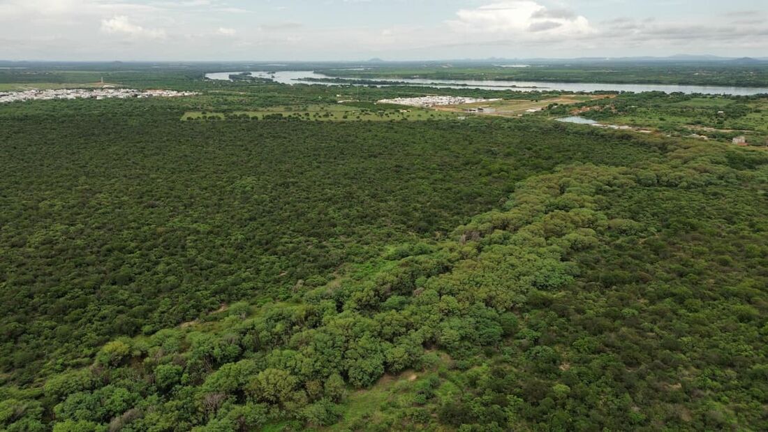 Pesquisa busca bioativos e bioinsumos que possam ser extraídos de forma sustentável do território, gerando renda e desenvolvimento socioeconômico