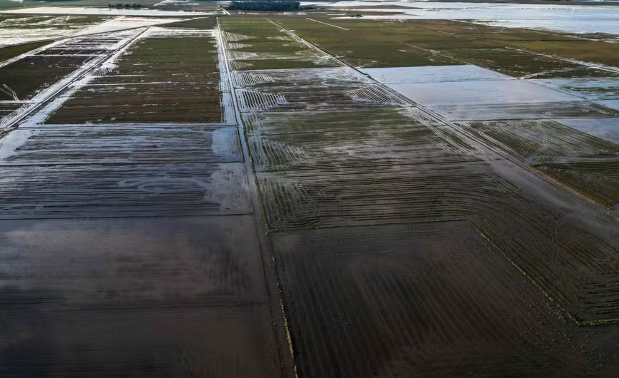 Plantação de arroz inundada no Rio Grande do Sul 