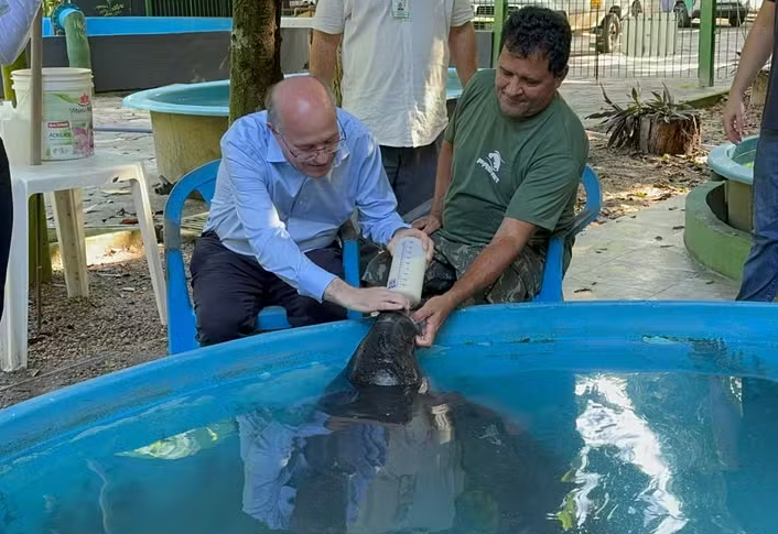 O presidente do BID, Ilan Goldfajn, alimenta um filhote de peixe-boi 