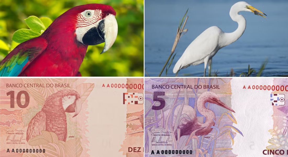 A garça-branca-grande foi escolhida para estampar a nota de cinco reais. Escolhida para a nota de 10 reais, a arara-vermelha é uma das aves típicas do Brasil mais conhecidas