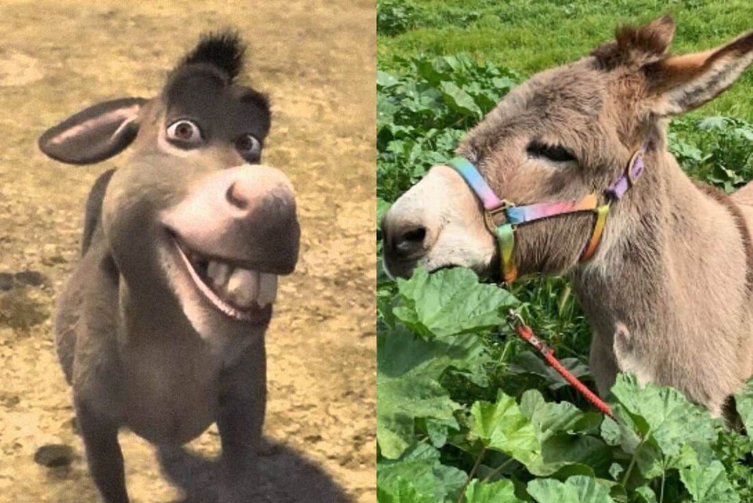 O burro Perry que serviu de inspiração para a animação ''Shrek'' vive em Palo Alto, na Califórnia