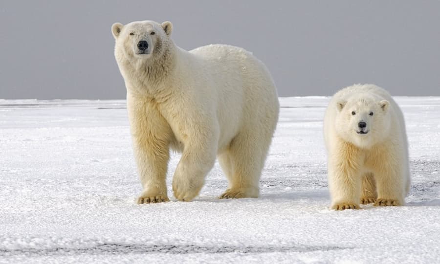 Estudo alerta sobre desaparecimento de ursos polares no Canadá por causa do calor