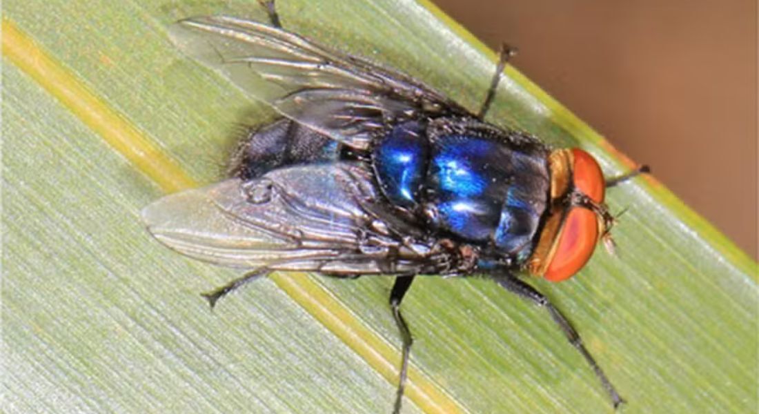 Infecção pela mosca cochliomyia hominivorax