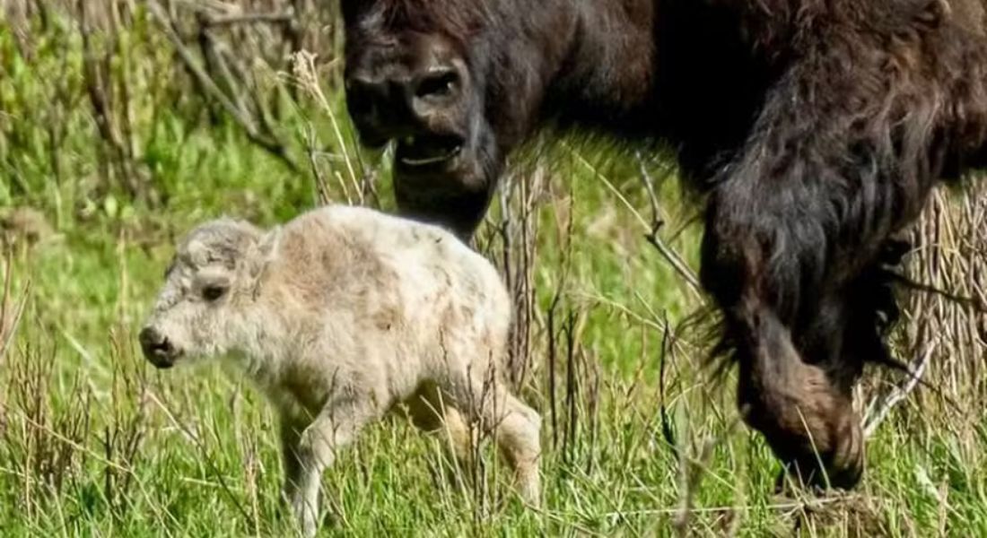 pequeno e raro filhote de búfalo branco registrado no Parque de Yellowstone