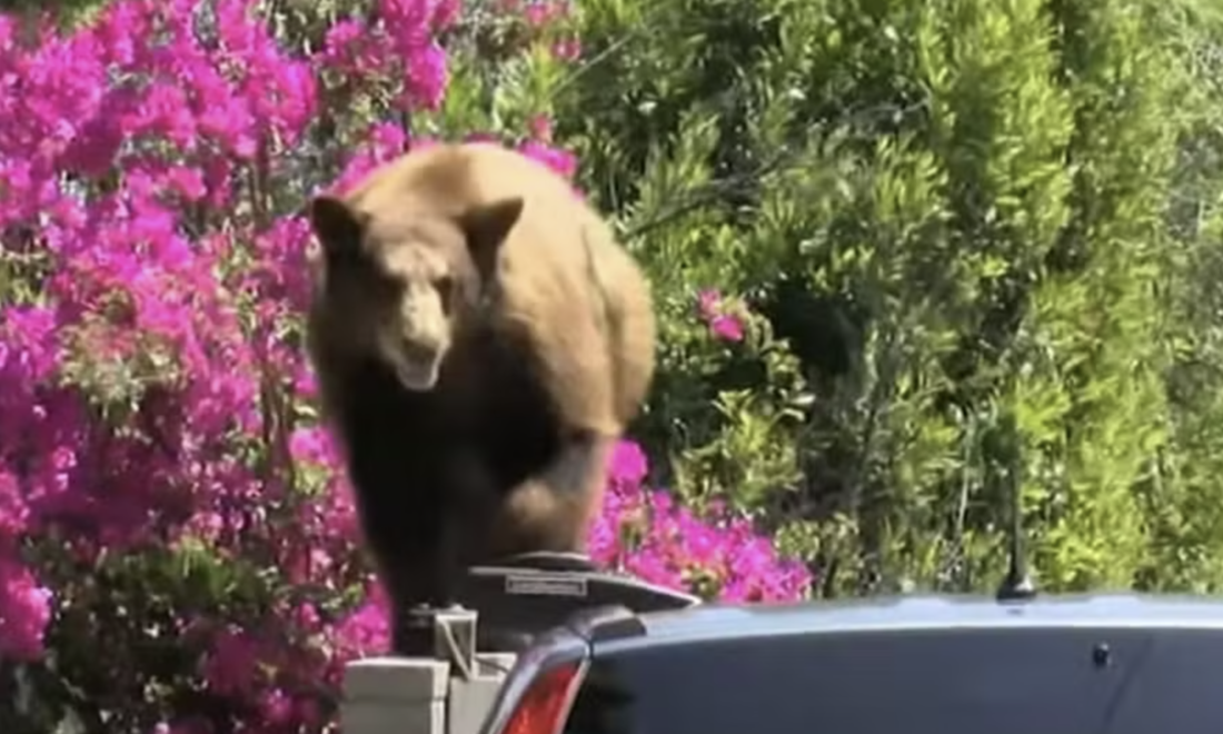 Urso andou pelo local em busca de alimento