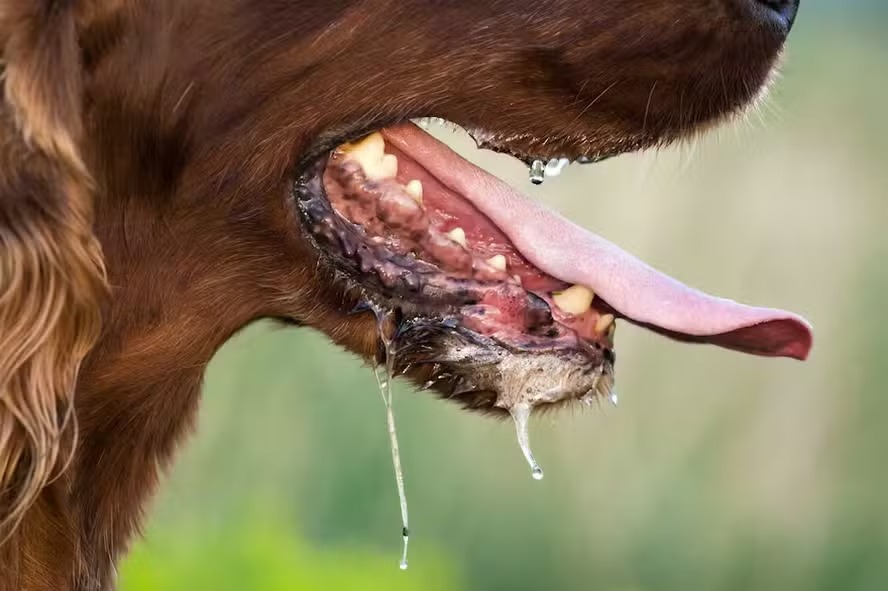 Raiva, vermes e bactérias: veja quais são as doenças que podem ser transmitidas pela saliva dos cães