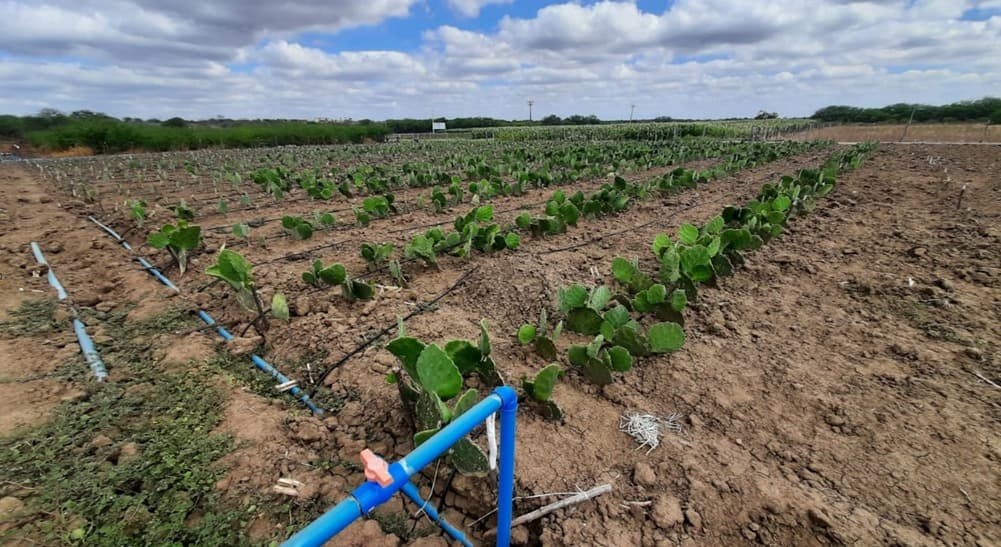 Água de esgoto na agricultura: projeto-piloto é realizado em Parnamirim