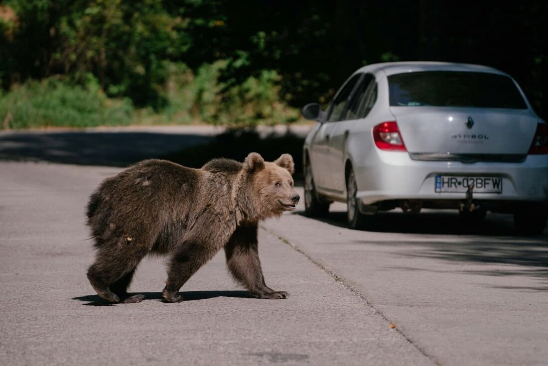 Um urso espera por carros que podem fornecer comida, em 29 de setembro de 2023, em uma estrada em Covasna, Romênia