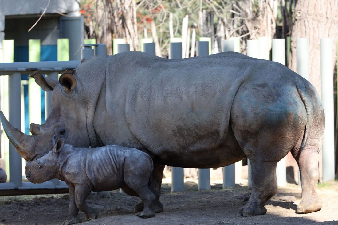 Silverio, um filhote de rinoceronte branco, é fotografado ao lado de sua mãe Hannah, durante uma teleconferência com a mídia no zoológico Buin, em Santiago