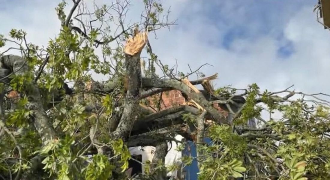 Árvore cai na rua Frei Burgo, no Bongi, e deixa uma pessoa ferida