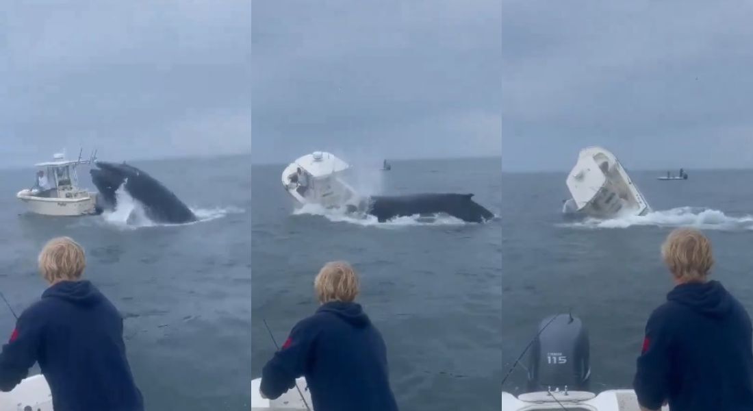 Baleia atinge barco com pescadores na costa do estado americano de New Hampshire