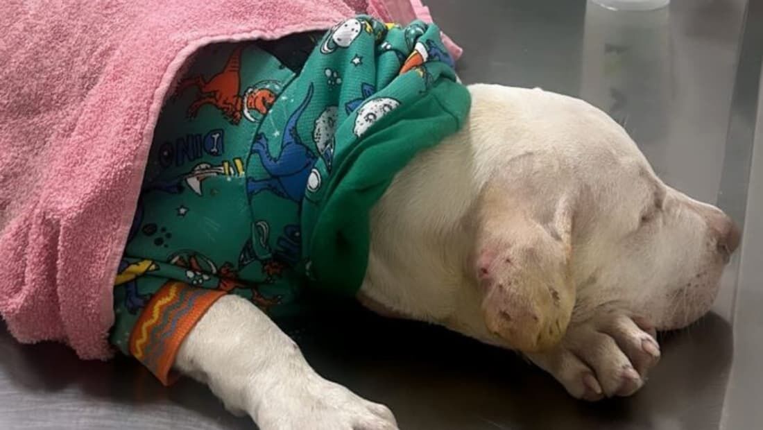 Cachorro encontrado em acidente de carro na avenida Boa Viagem passa por cirurgia