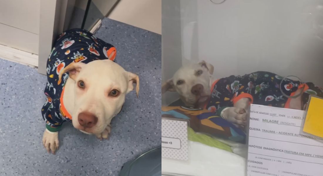 Cachorro Spike, sobrevivente de acidente na avenida Boa Viagem, recebe alta