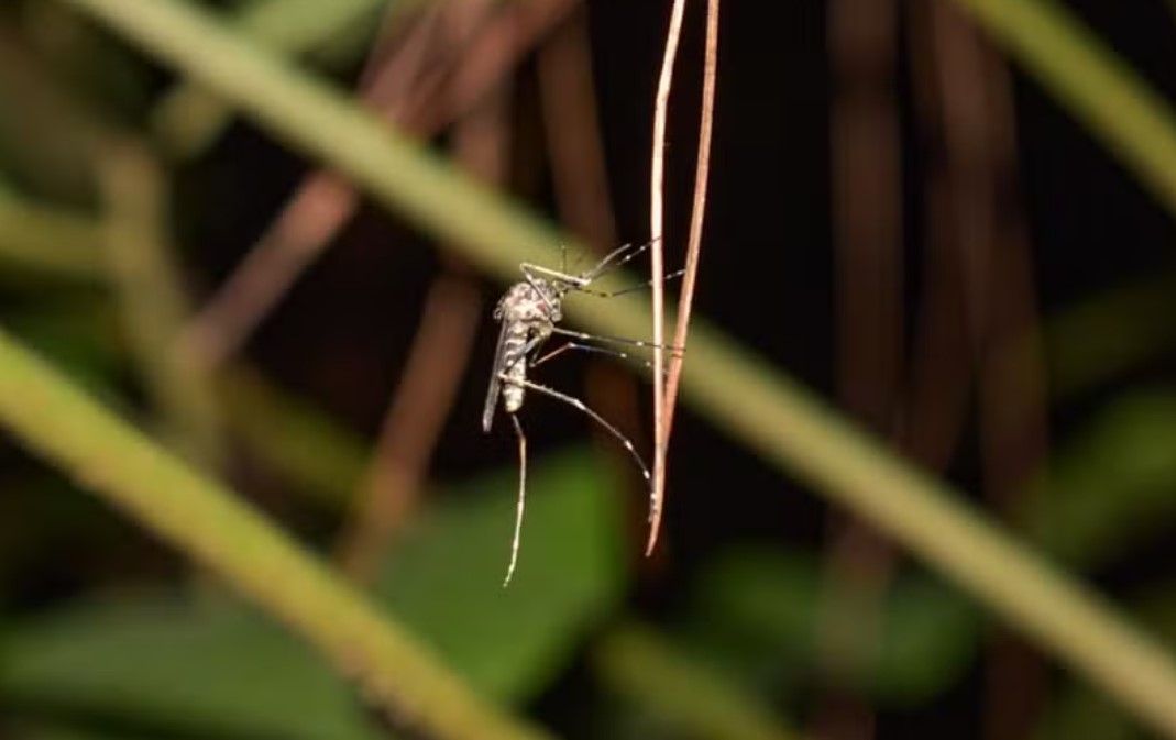 Mosquito Coquillettidia venezuelensis, um dos transmissores da febre oropouche 